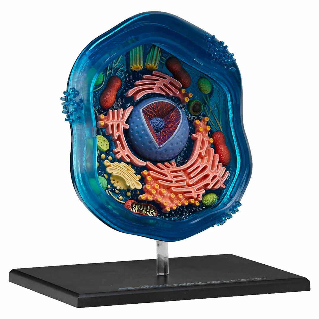 John N. Hansen Co. 4D Science Animal Cell Model 4 John N. Hansen Co. 4D Science Animal Cell Model