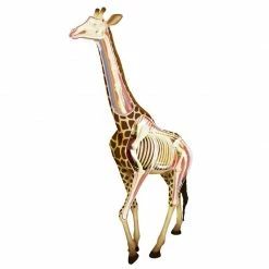 John N. Hansen Co. 4D Vision Giraffe Anatomy Model