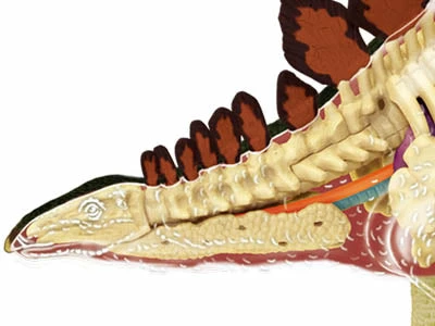 John N. Hansen Co. Puzzles, Games, & Toys 4D Vision Stegosaurus Anatomy Model 7 John N. Hansen Co. Puzzles, Games, & Toys 4D Vision Stegosaurus Anatomy Model