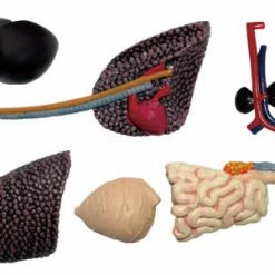 John N. Hansen Co. Puzzles, Games, & Toys 4D Vision Stegosaurus Anatomy Model 15 John N. Hansen Co. Puzzles, Games, & Toys 4D Vision Stegosaurus Anatomy Model