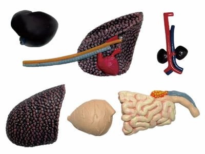 John N. Hansen Co. Puzzles, Games, & Toys 4D Vision Stegosaurus Anatomy Model 9 John N. Hansen Co. Puzzles, Games, & Toys 4D Vision Stegosaurus Anatomy Model